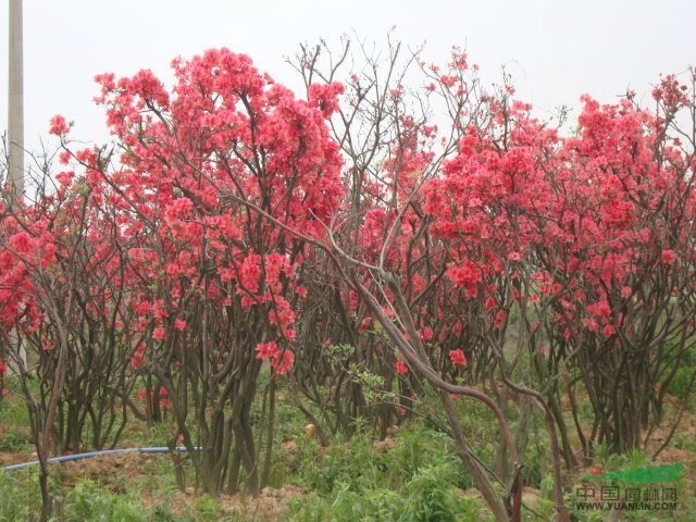 江西杜鵑介紹