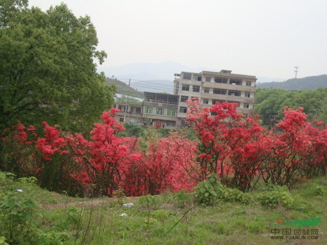 江西杜鵑信息