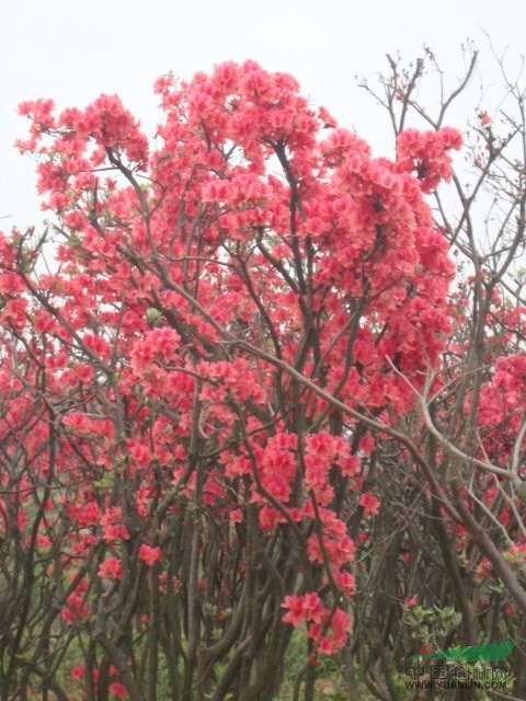 江西映山紅
