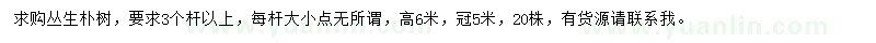 求購冠5米叢生樸樹