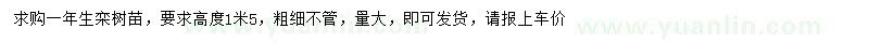 求購高1.5米欒樹(shù)小苗
