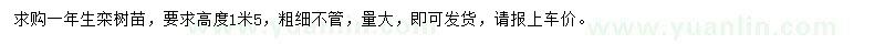 求購高1.5米欒樹小苗