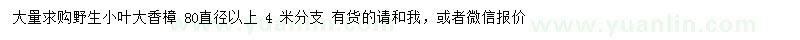求購80公分小葉大香樟