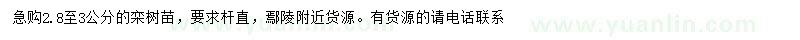 求購2.8-3公分欒樹小苗
