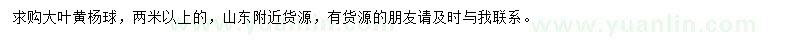 求購2米以上大葉黃楊球