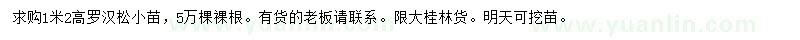 求購高1.2米羅漢松小苗