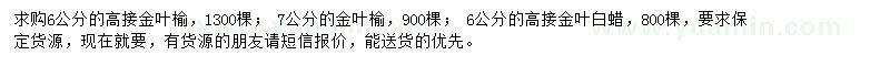 求購高接金葉榆、金葉榆、高接金葉白蠟