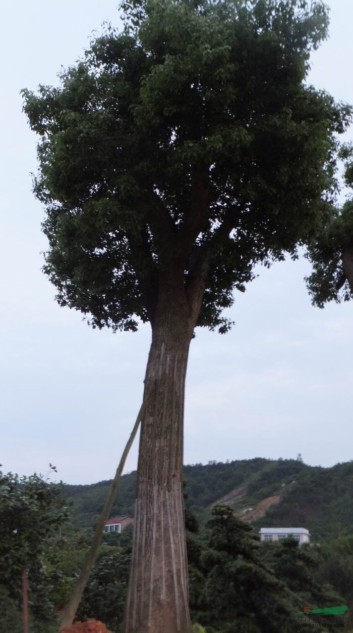 湖南移栽香樟信息