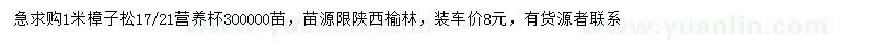求購1米樟子松