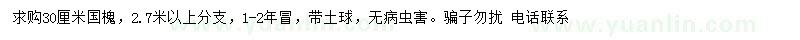 求購30公分國槐