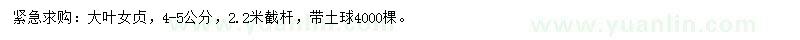 求購4-5公分大葉女貞