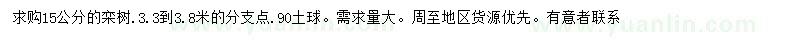 求購15公分欒樹