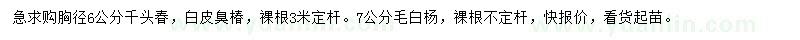 求購(gòu)千頭椿、白皮臭椿、毛白楊