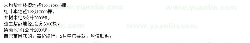 求購紫葉矮櫻、紅葉李、欒樹等