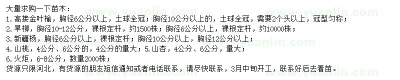 求購金葉榆、旱柳、新疆楊等