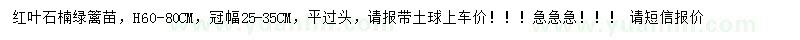 求購60-80公分紅葉石楠綠籬苗