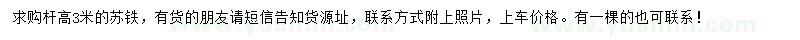 求購高3米蘇鐵