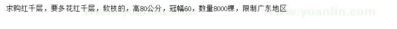 求購高80公分紅千層