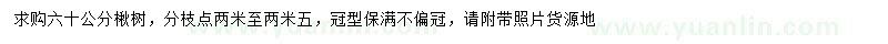 求購60公分楸樹