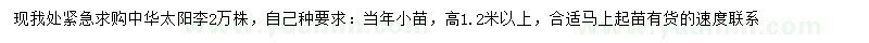 求購高1.2米以上中華太陽李
