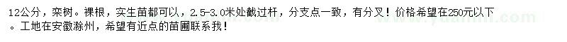 求購12公分欒樹