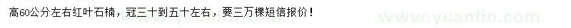 求購高60公分左右紅葉石楠