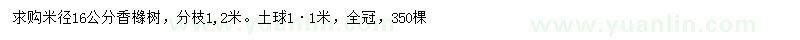 求購米徑16公分香櫞樹