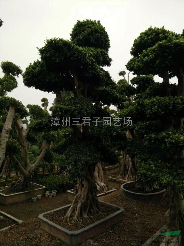 榕樹(shù)盆景供應(yīng)/榕樹(shù)盆景圖片