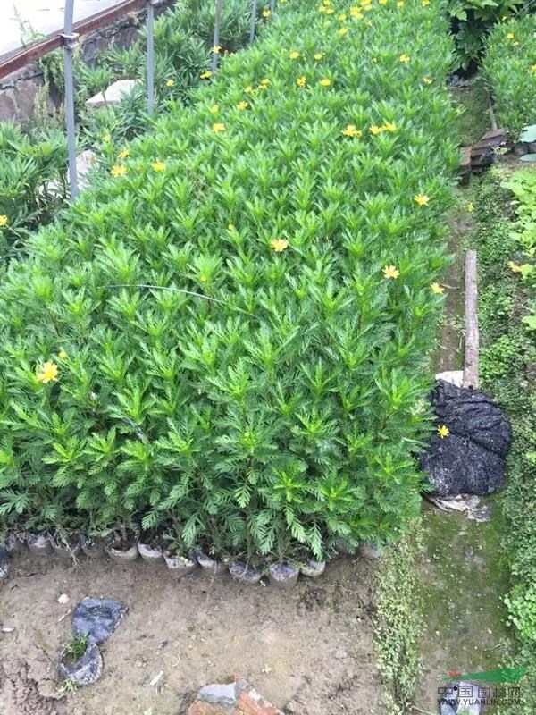 蕭山花木城綠化小苗金邊黃楊紅葉石楠金森女貞海桐