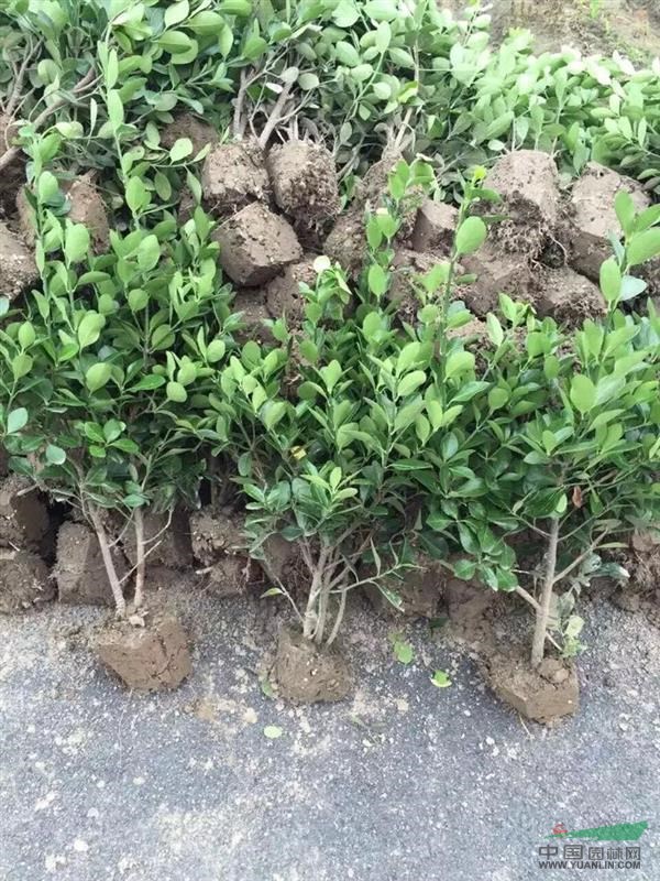 蕭山花木城綠化小苗金邊黃楊紅葉石楠金森女貞海桐
