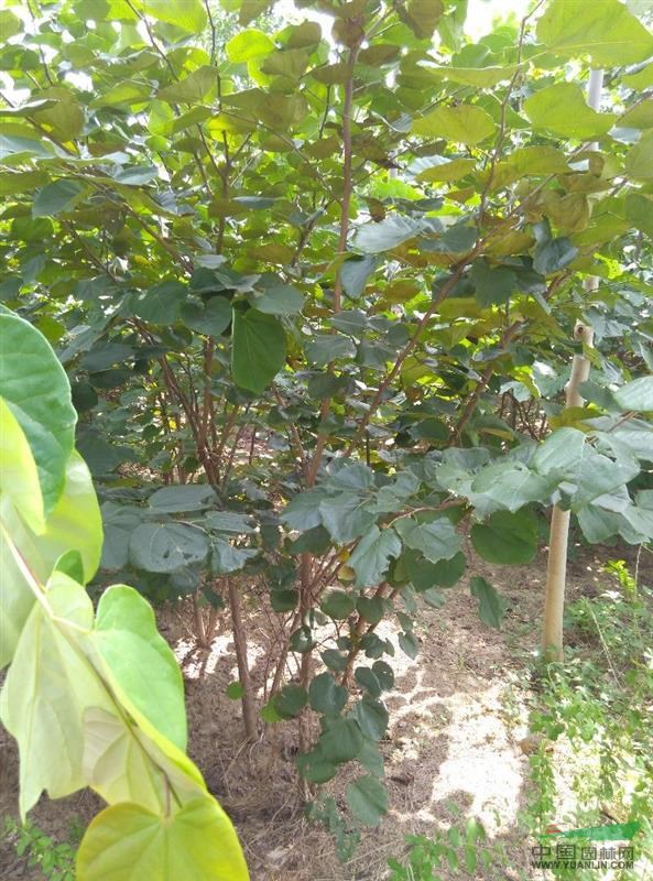 供應(yīng)大規(guī)格的巨紫荊