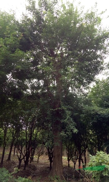 三角楓圖片\三角楓報(bào)價(jià)
