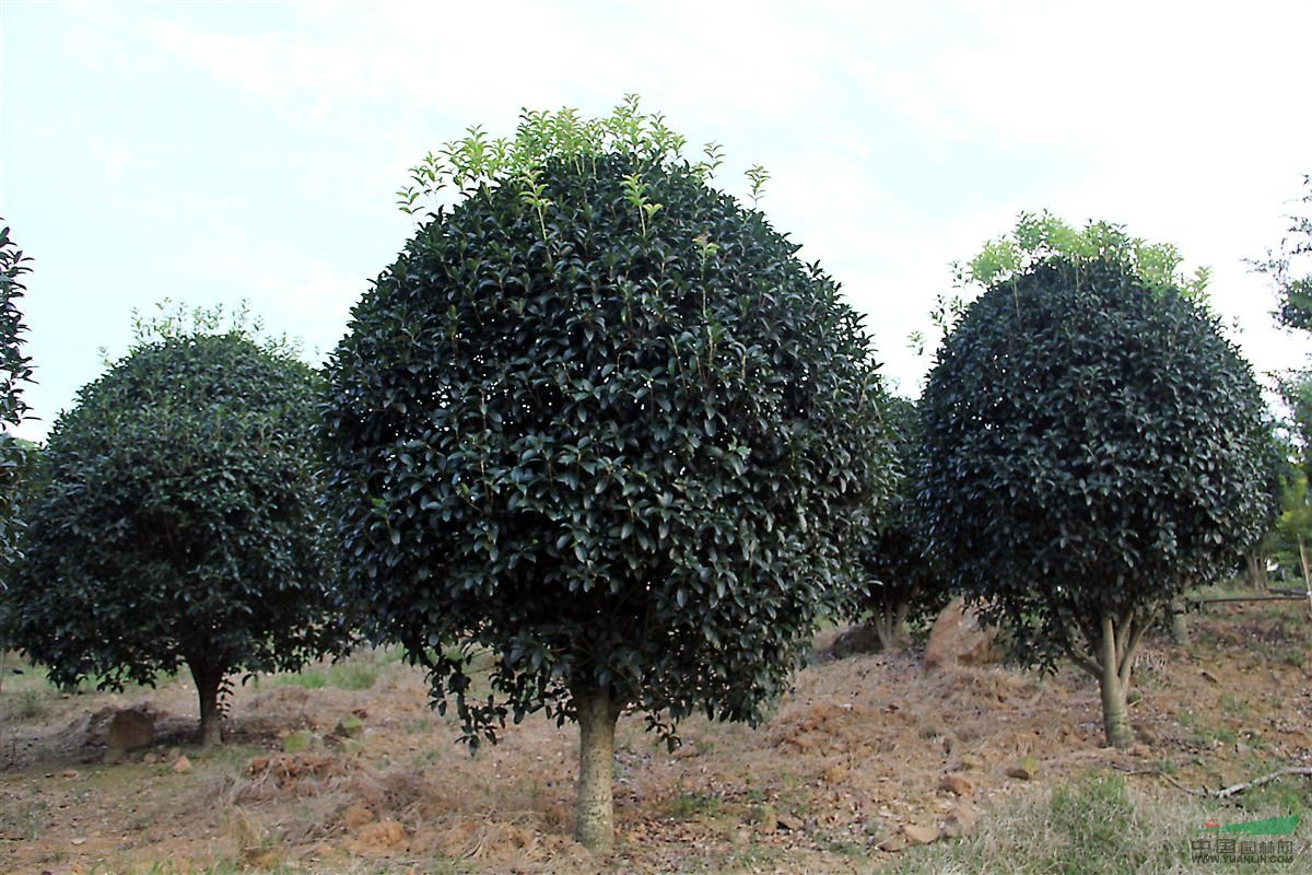 桂花圖片\桂花報(bào)價(jià)