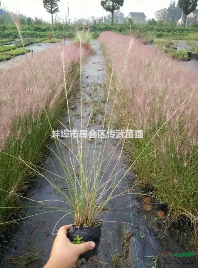 杭州蕭山大量供應(yīng)粉黛亂子草2000萬(wàn)芽和其它水生植物自產(chǎn)自銷