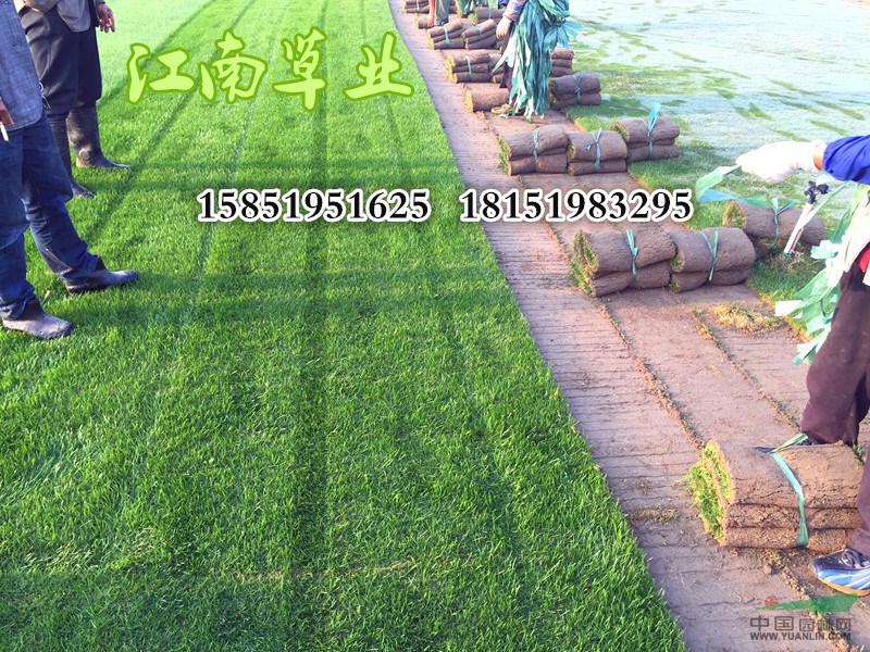 常州沙培草坪卷，果嶺草，天富道，混播黑麥草坪