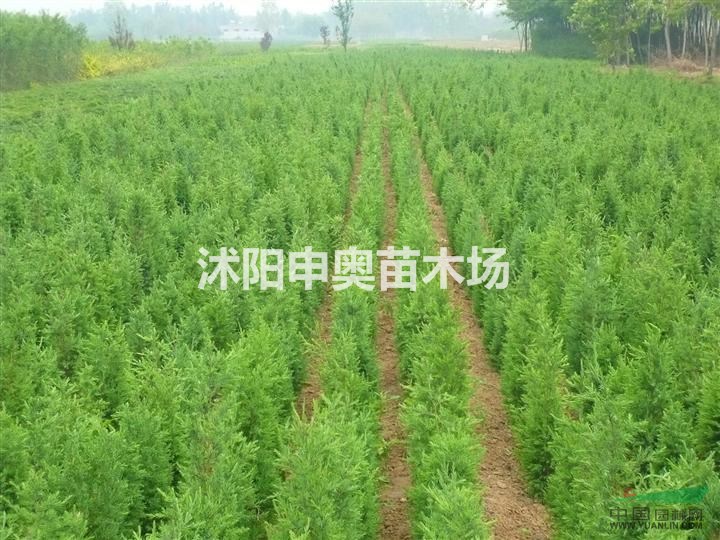 2021年新塔柏價(jià)格批發(fā)塔柏