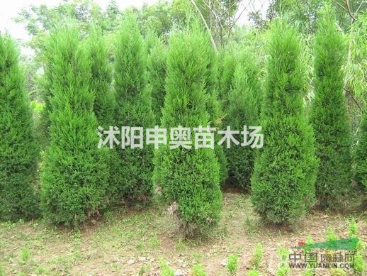 2021年新塔柏價(jià)格批發(fā)塔柏