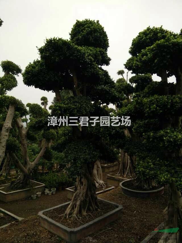 福建泰國榕盆景介紹