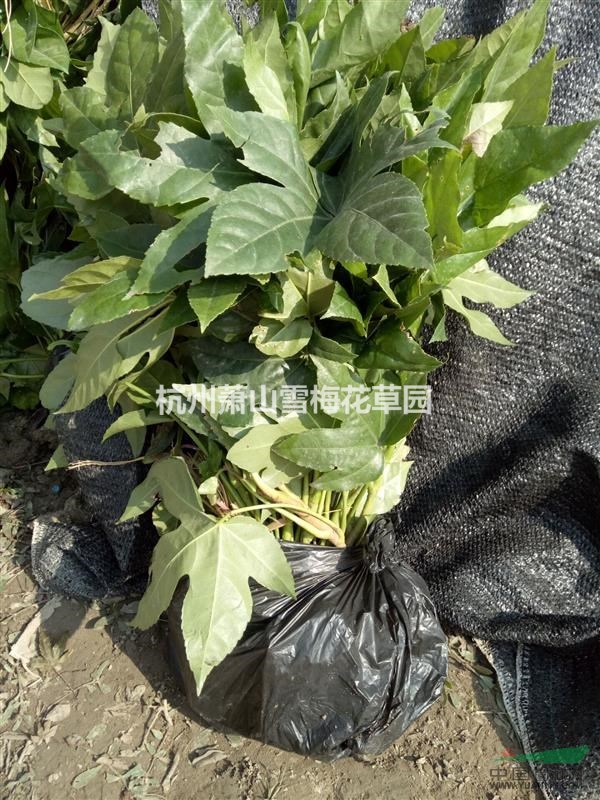 八角金盤供應(yīng)/八角金盤圖片