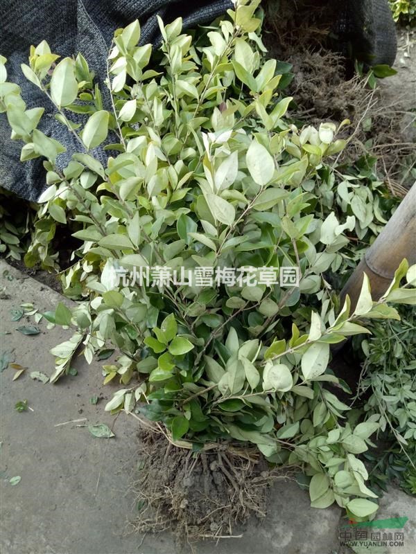 金森女貞 （球、色塊 、地苗 、盆苗）