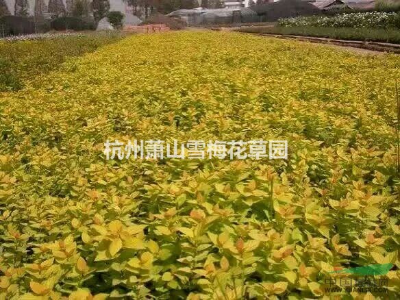 金山繡線菊 量大質優