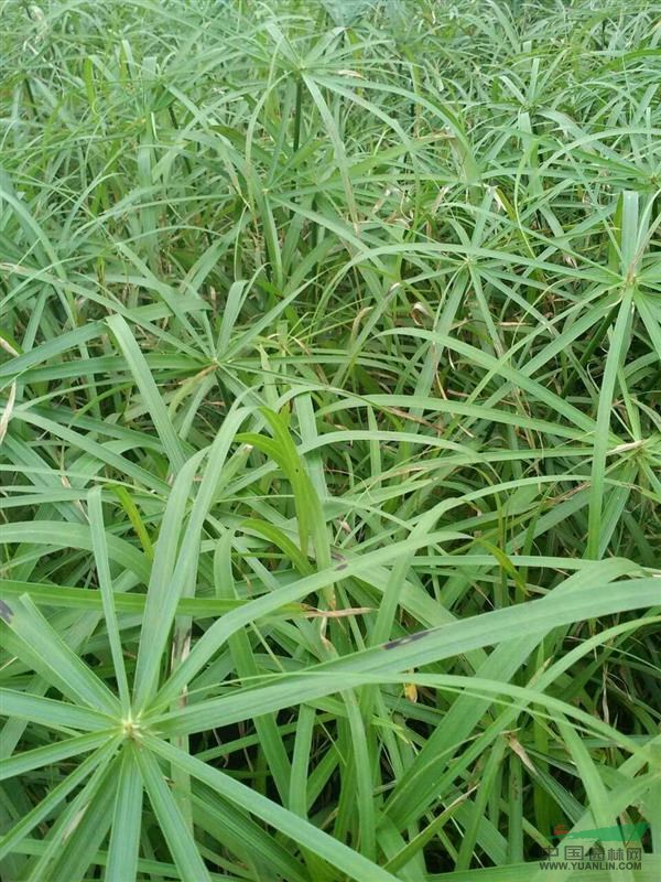 旱傘草圖片\旱傘草報價