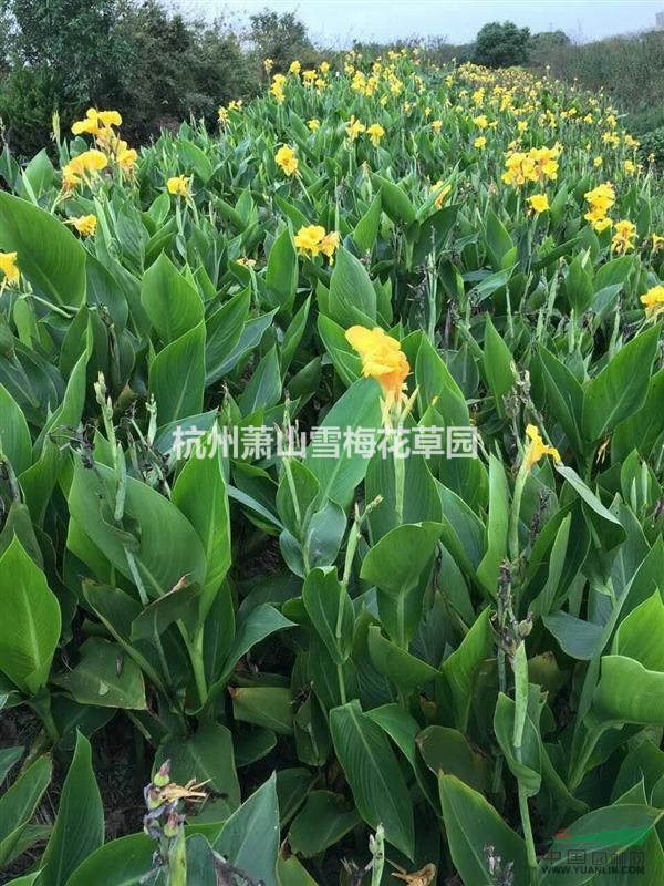 黃花美人蕉供應(yīng)/黃花美人蕉圖片