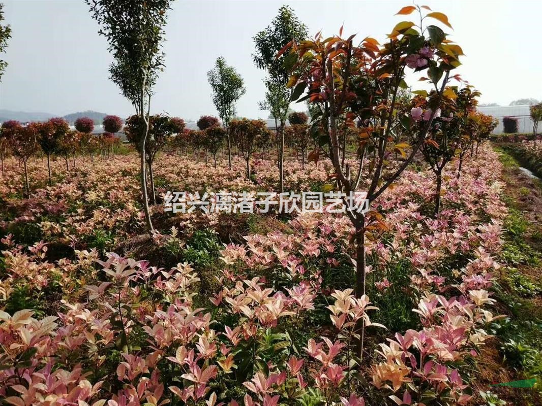 精品五彩桂小桂花