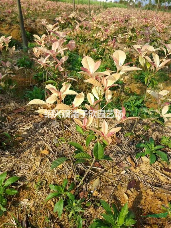 精品五彩桂小桂花