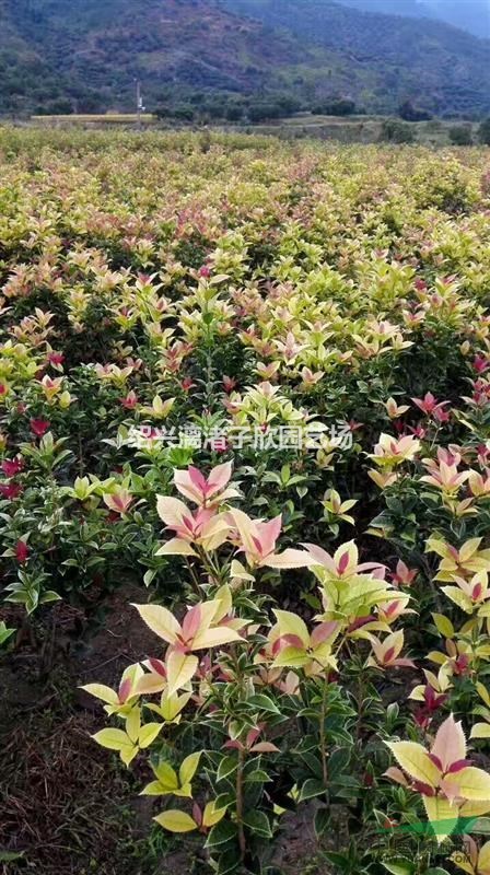 精品五彩桂小桂花