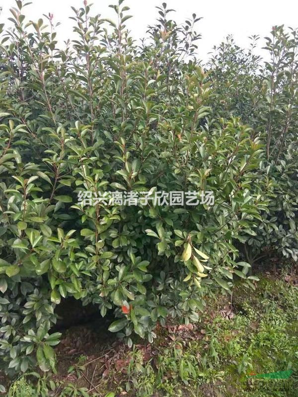 精品紅葉石楠大籬笆苗 高度2米以上 冠副80厘米至1.5米