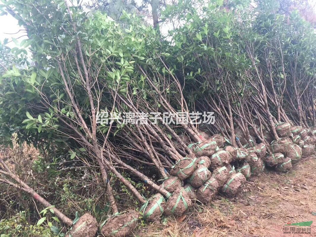精品桂花長庚桂