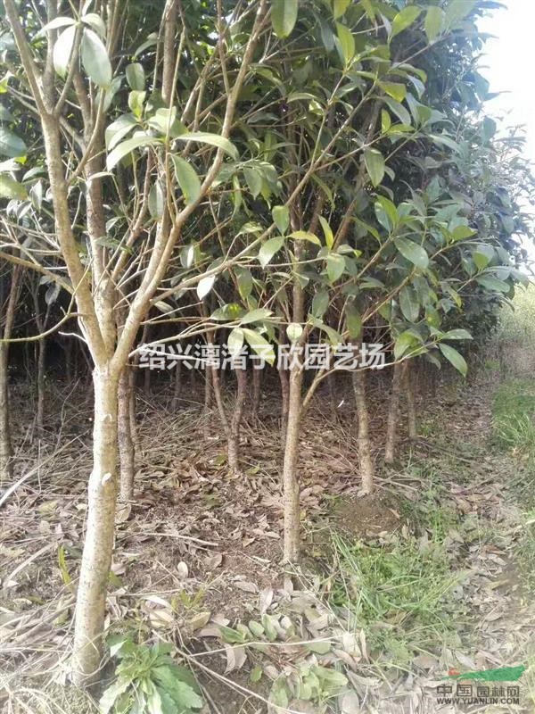 精品桂花長庚桂