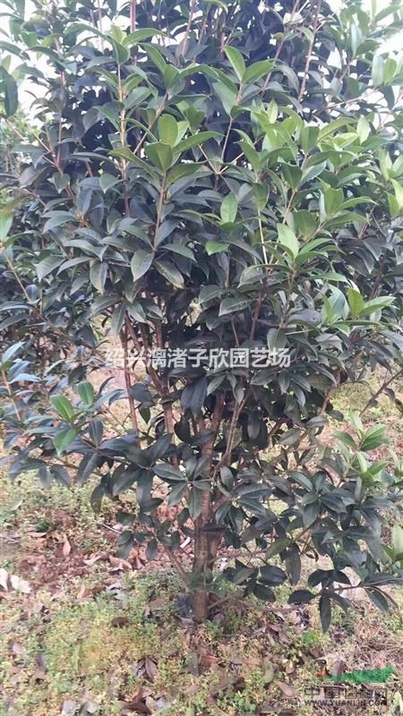 精品桂花長庚桂